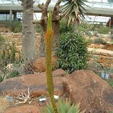 Aloe broomii JL Dscf4177.jpg